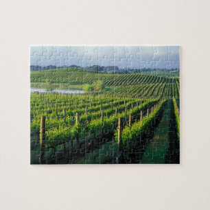 Weinreben in ordentlichen Reihen in Kaliforniens N Puzzle