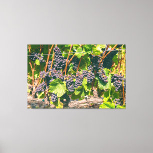 Weinreben Leinwanddruck