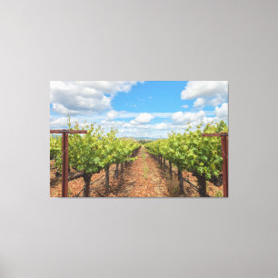 Weinreben Leinwanddruck