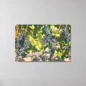 Weinreben Leinwanddruck (Vorderseite)