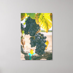 Weinreben Leinwanddruck