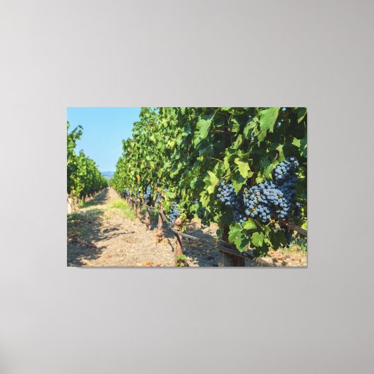 Weinreben Leinwanddruck (Vorderseite)