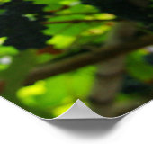 Weinreben Poster (Ecke)