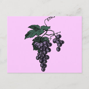 Weinreben Postkarte