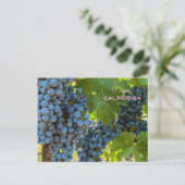 Weinreben Postkarte (Stehend Vorderseite)