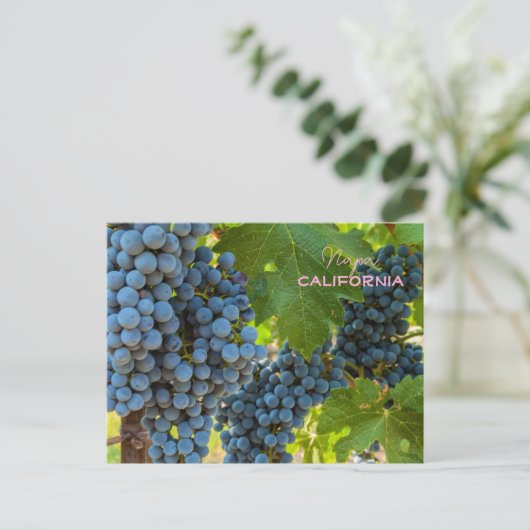 Weinreben Postkarte (Stehend Vorderseite)