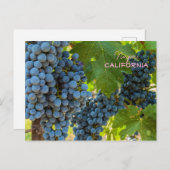 Weinreben Postkarte (Vorne/Hinten)