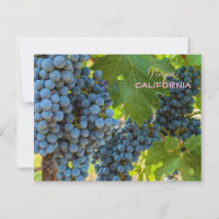 Weinreben