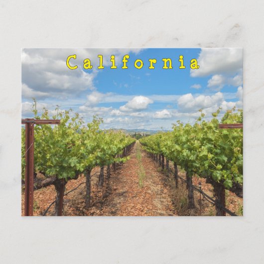 Weinreben Postkarte (Vorderseite)