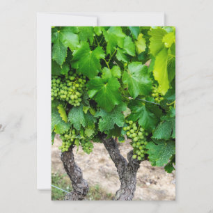Weinrebenanbau, Frankreich Dankeskarte