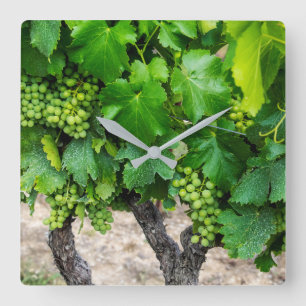 Weinrebenanbau, Frankreich Quadratische Wanduhr