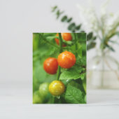 WeinrippenTomate Postkarte (Stehend Vorderseite)