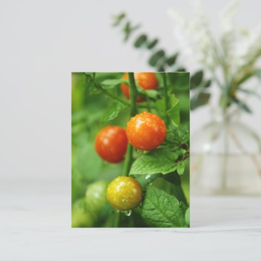 WeinrippenTomate Postkarte (Stehend Vorderseite)
