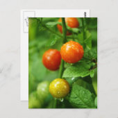 WeinrippenTomate Postkarte (Vorne/Hinten)