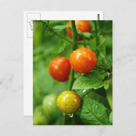 WeinrippenTomate Postkarte (Vorne/Hinten)