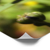 Weinrote Chrysanthemen Poster (Ecke)