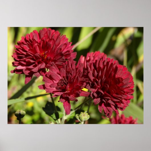 Weinrote Chrysanthemen Poster (Vorne)
