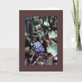 Weinstock-Anmerkungs-Karte Karte