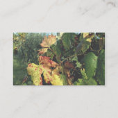 Weinstock, Toskana, Italien Visitenkarte (Rückseite)