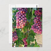 Weintraube Postkarte (Vorne/Hinten)