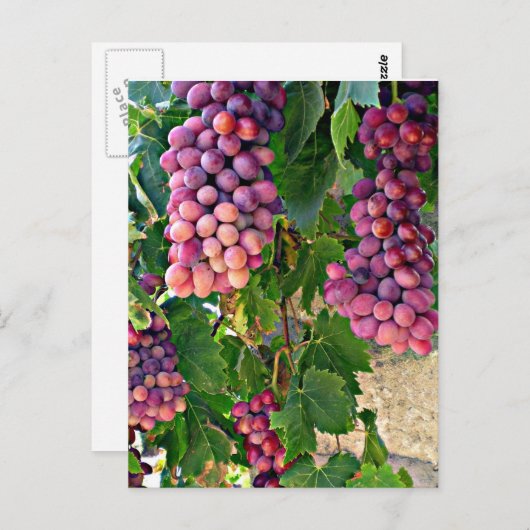 Weintraube Postkarte (Vorne/Hinten)