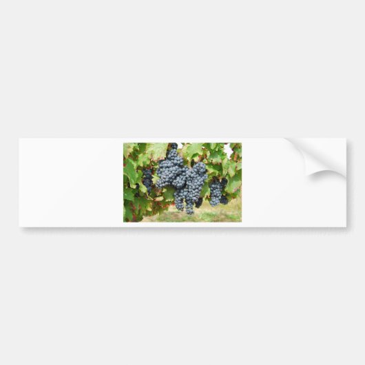 Weintrauben Autoaufkleber (Vorne)