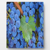 Weintrauben Fotoplatte (Vorderseite)
