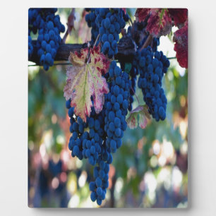 Weintrauben Fotoplatte