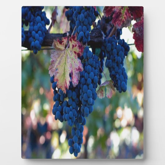 Weintrauben Fotoplatte (Vorderseite)