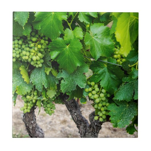 Weintrauben Growing, Frankreich Fliese (Vorderseite)