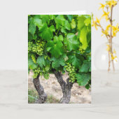 Weintrauben Growing, Frankreich Karte (Gelbe Blume)