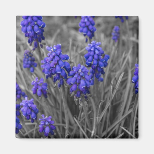 Weintrauben - Hyazinthen Magnet (Vorne)