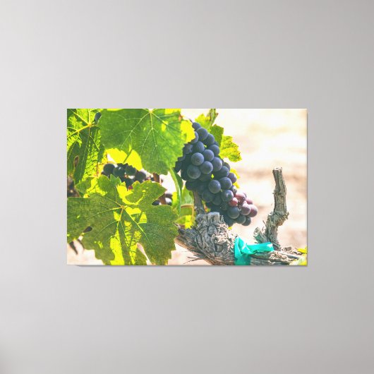 Weintrauben Leinwanddruck (Vorderseite)