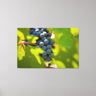 Weintrauben Leinwanddruck