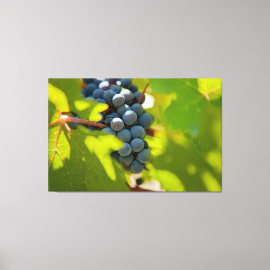 Weintrauben Leinwanddruck (Vorderseite)