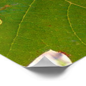 Weintrauben Poster (Ecke)
