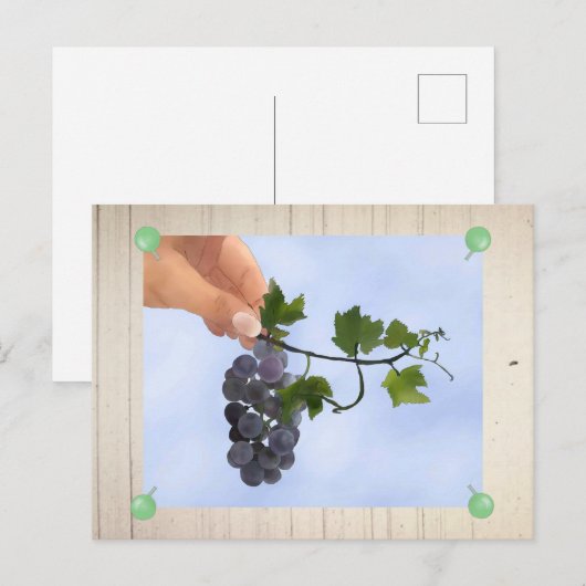 Weintrauben Postkarte (Vorne/Hinten)
