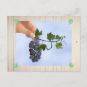 Weintrauben Postkarte (Vorderseite)