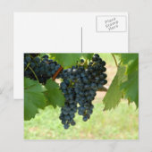 Weintrauben Postkarte (Vorne/Hinten)