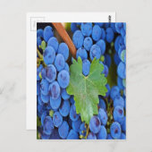 Weintrauben Postkarte (Vorne/Hinten)