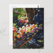 Weintrauben Postkarte (Vorne/Hinten)