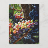 Weintrauben Postkarte (Vorderseite)