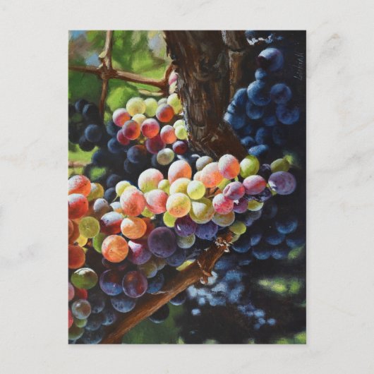 Weintrauben Postkarte (Vorderseite)