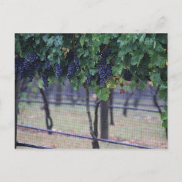 Weintrauben Postkarte