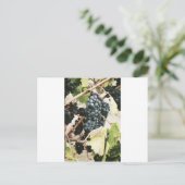 Weintrauben Postkarte (Stehend Vorderseite)