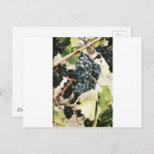 Weintrauben Postkarte (Vorne/Hinten)