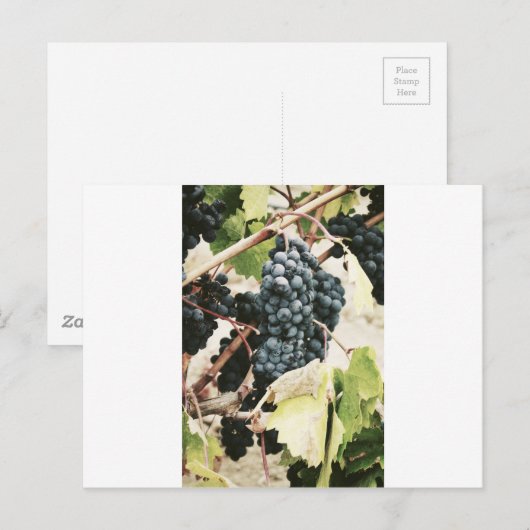Weintrauben Postkarte (Vorne/Hinten)