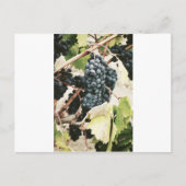 Weintrauben Postkarte (Vorderseite)