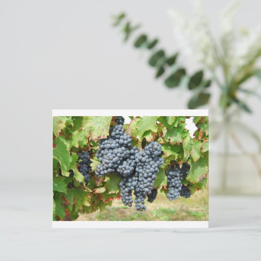 Weintrauben Postkarte (Stehend Vorderseite)