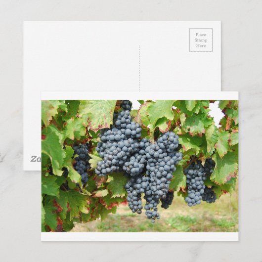 Weintrauben Postkarte (Vorne/Hinten)
